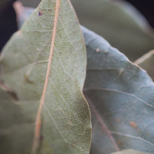 Bay Leaves 10g (loose)